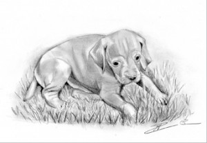 Dessin-img-chiot