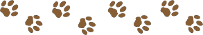 chemin_mini_patte